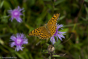 Kaisermantel (Argynnis paphia) beim Piesenkopf