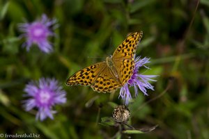 Kaisermantel (Argynnis paphia) beim Piesenkopf