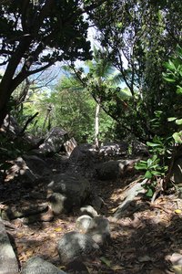 Dschungelweg zur Anse Cocos
