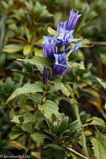 Schwalbenwurz-Enzian (Gentiana asclepiadea) am Garmil