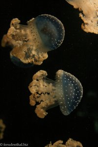 und noch zwei Quallen im Oceanário de Lisboa