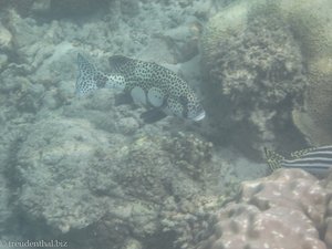 Korallenfisch (?) vor Pulau Ular