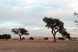 Baumkulisse beim Sossusvlei