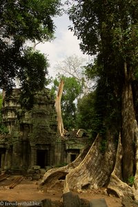 Gewaltige Feigen stehen im Tempel Ta Prohm