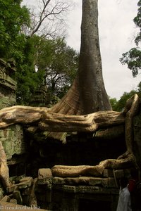 Gewaltiger Klammergriff der Würgefeige beim Tempel Ta Prohm