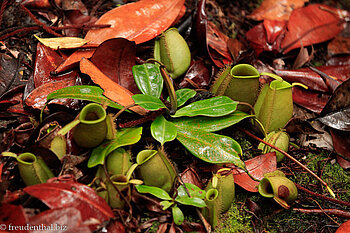 Grüne Kannenpflanze