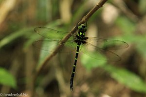 Libelle im Khao Sok Nationalpark