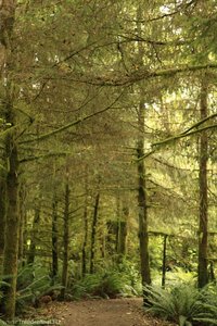 und noch viel mehr Wald auf dem Weg zum Comber´s Beach