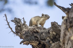 Eichhörnchen in einem Baum im Shwezigon Tempel
