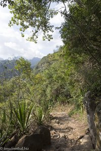 Sentier Dassy zum Bras de la Plaine