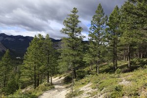 Hoodoos-Trail in Banff