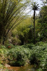 Bambus und Pampasgras