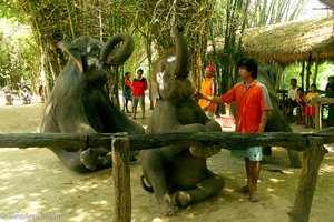 Elefantenkunststücke - müssen nicht unbedingt sein