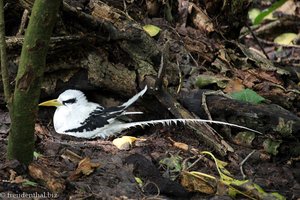 Weißschwanz-Tropikvogel am Brüten