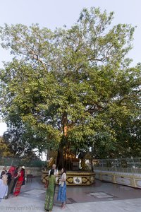 Bodhi-Baum in der Shwedagon-Pagode