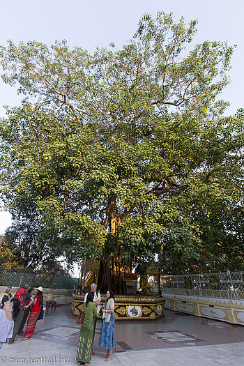 Bodhi-Baum in der Shwedagon-Pagode
