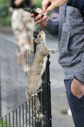 Grauhörnchen in New York sind ganz schön neugierig