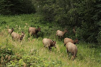 Wapitis im Jasper Nationalpark