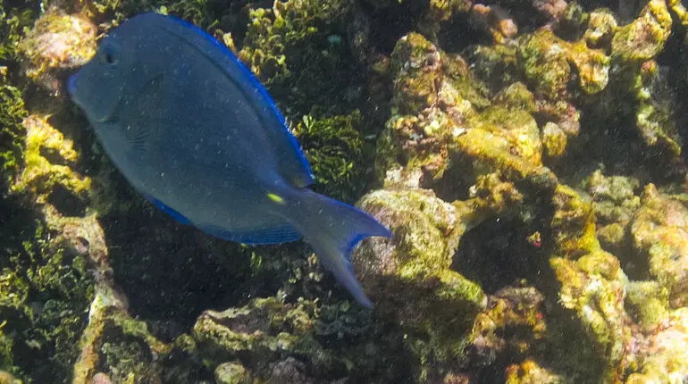 Doktorfisch an der Punta Brava bei den Islas del Rosario