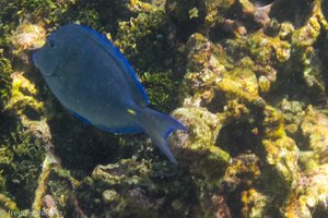 Doktorfisch an der Punta Brava bei den Islas del Rosario