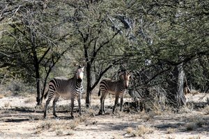 Berg-Zebras bei der Epako Safari Lodge
