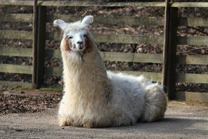 Lama