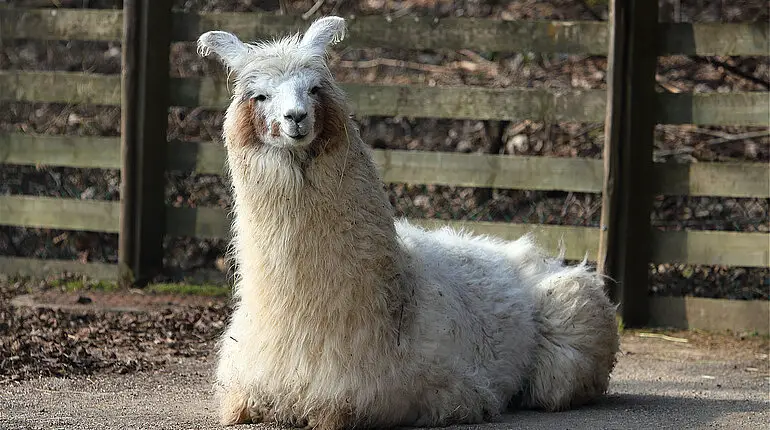 Lama