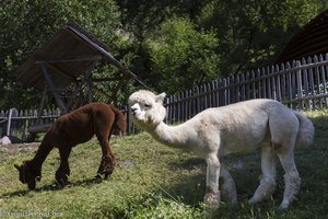 Alpaka beim Schloss Trauttmansdorff