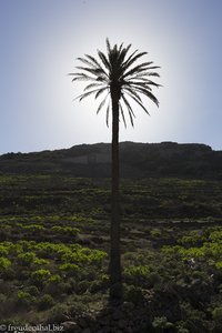 Palme vor der Sonne - Haría