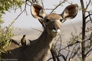 Kudu in Pilanesberg