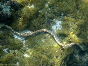 Weißgefleckter Schlangenaal (Myrichthys breviceps) bei Bequia