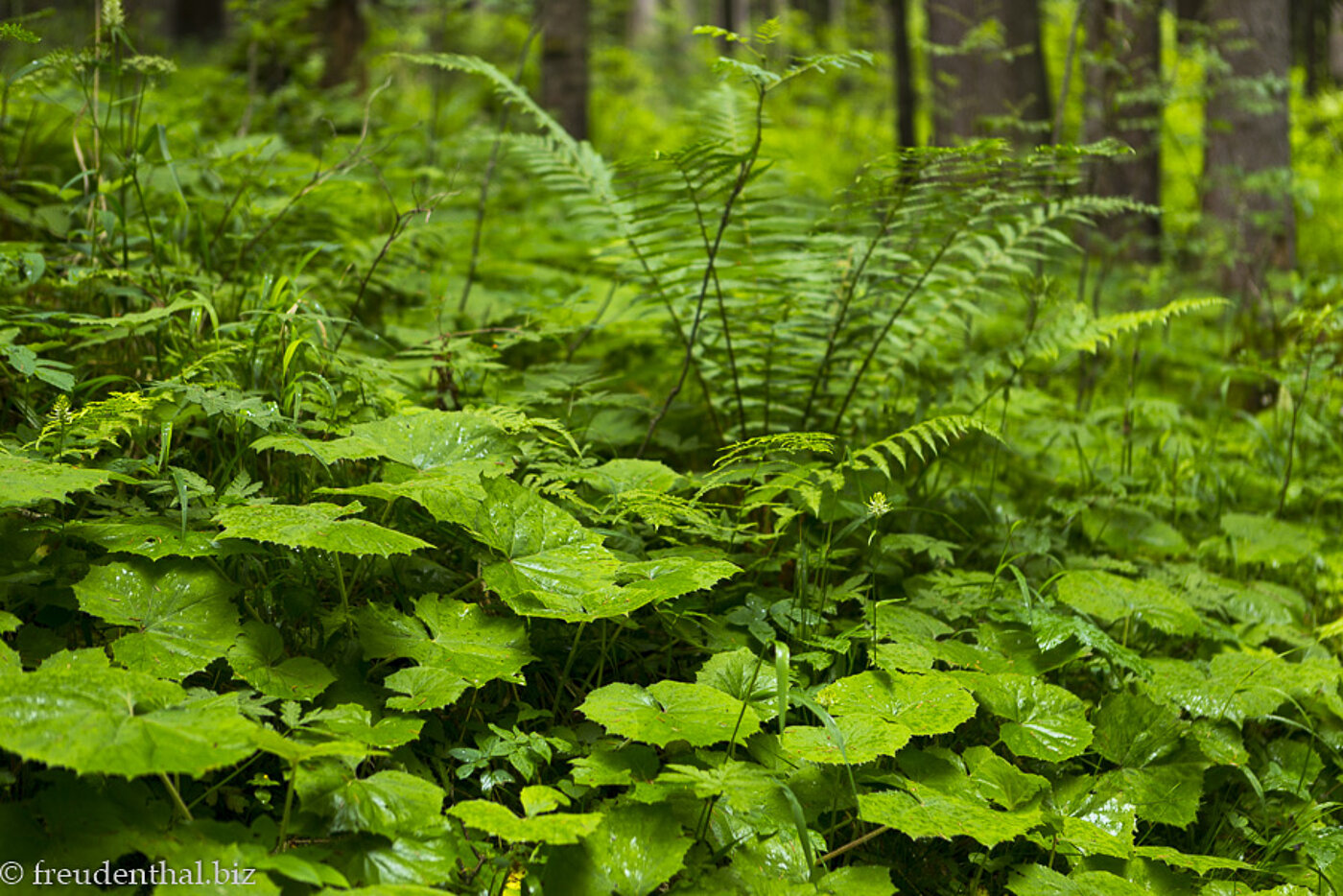 Eybachtobel Pestwurzbestand beim Eybachtobel