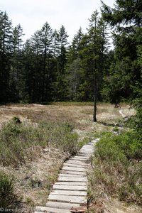 Wanderung vom Ofenloch durch den Chräzerenwald zur Schwägalp