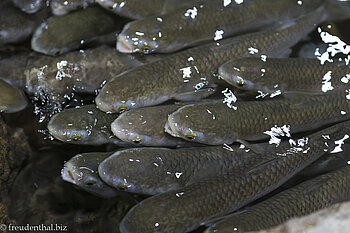 Fische zum Anfassen im Hanwha Aqua Planet Jeju