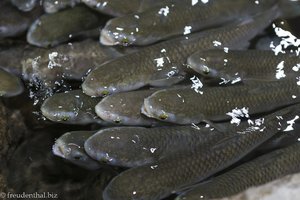 Fische zum Anfassen im Hanwah Aqua Planet