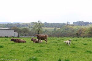 großer Wachhund am Jakobsweg nach Ferreira