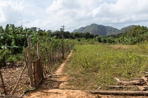 Reitausflug durch die Felder von Viñales