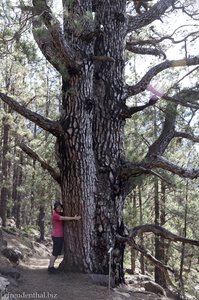 Anne bei den Los nueve Pinos gordos