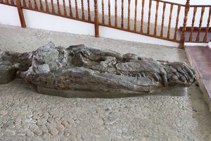 Kronosaurus-Baby von Villa de Leyva