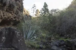 Es ist schattig aber ruhig im Barranco Jorado.