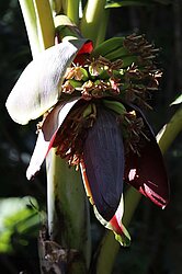 Bananenblüte im Aguti Reserve