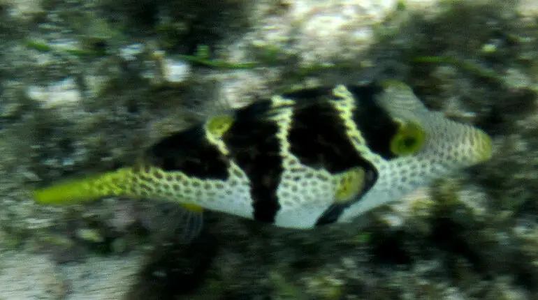 Sattel-Spitzkopfkugelfisch (Canthigaster valentini)