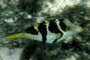 Sattel-Spitzkopfkugelfisch (Canthigaster valentini)