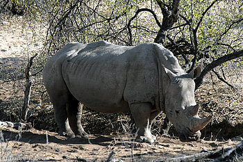 Breitmaulnashorn