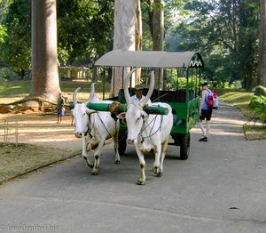 Ochsenkutsche im Park