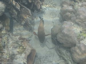 Doktorfisch vor Pulau Tiga