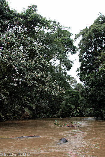 Hochwasser bei Tortuguero.