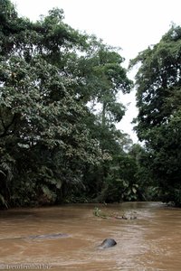 Hochwasser bei Tortuguero.