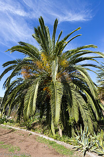 Dattelpalme Richtung Don Pedro