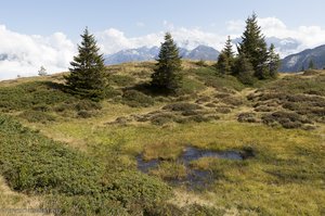 Sumpflandschaft beim Chaltenbrunnen-Moor